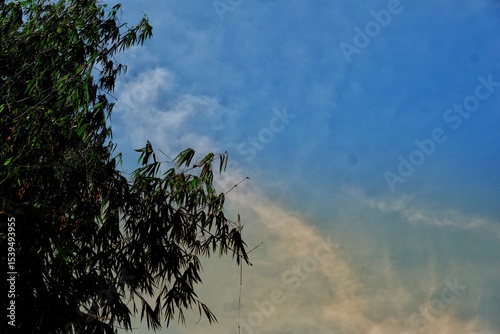 A tranquil image of tall green bushes reaching skyward with a backdrop of blue sky and light clouds. The serene composition evokes a sense of calmness and natural beauty.