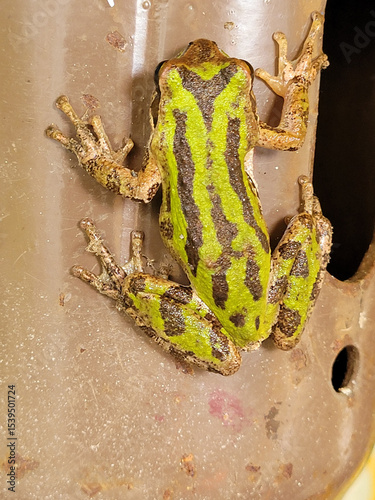 Toad hanging onto brown gas cylinder cap outside on a sunny day