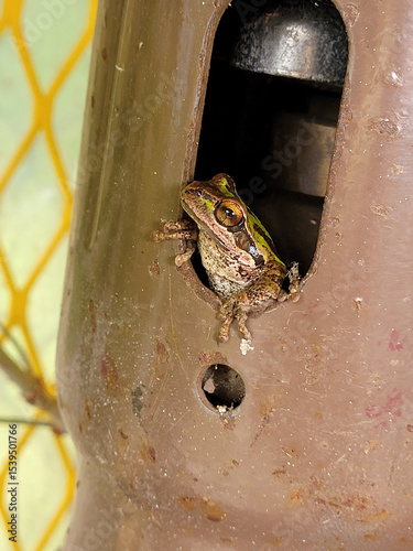 A toad sitting on a brown gas cylinder inside the cap poking it's head out
