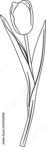 Tulip Coloring Pages