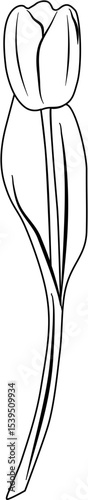 Tulip Coloring Pages