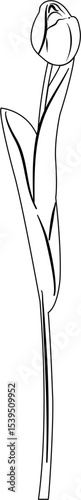 Tulip Coloring Pages