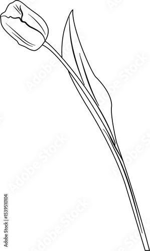 Tulip Coloring Pages