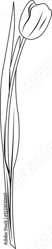 Tulip Coloring Pages
