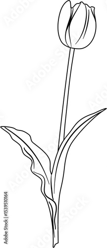 Tulip Coloring Pages