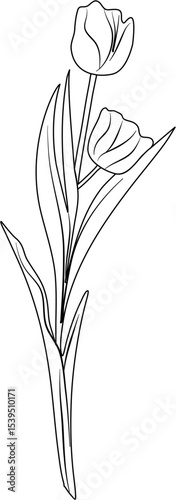Tulip Coloring Pages
