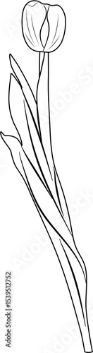 Tulip Coloring Pages
