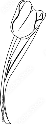 Tulip Coloring Pages