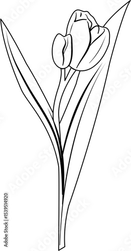 Tulip Coloring Pages