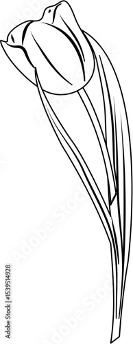Tulip Coloring Pages