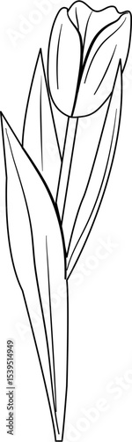 Tulip Coloring Pages