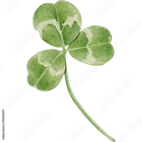 Three Leaf Clover