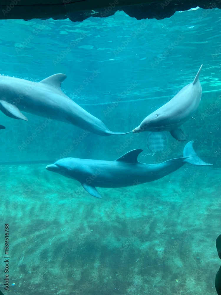 Fototapeta premium dolphin in the water