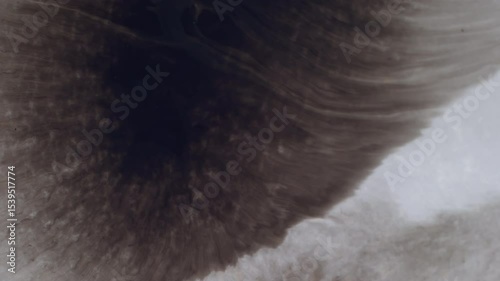 Black blot splash. Spreading paint. Wet blob dye dirt splatter on white paper surface. Art grunge monochrome dissolving abstract background.