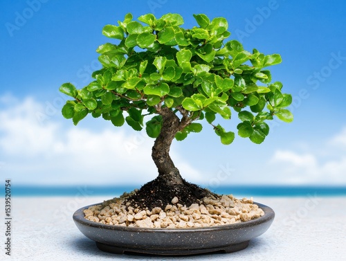 Close Up Bonsai Tree in Ceramic Pot Against Blurred Ocean and Sky Background