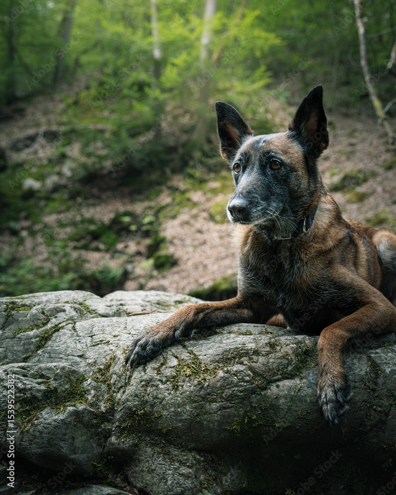 Naklejka premium Belgian Malinois dog is resting on a rock in a lush green forest.