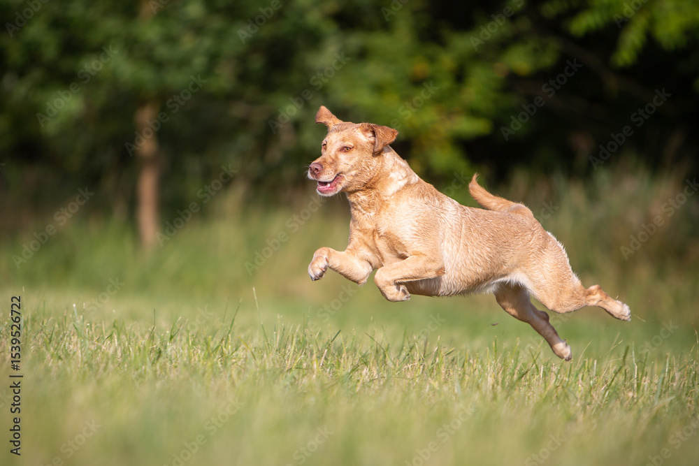 Naklejka premium Playful Labrador Dog in Nature