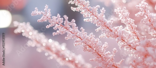 Delicate pink astilbe flowers creating a soft and dreamy floral texture for backgrounds
