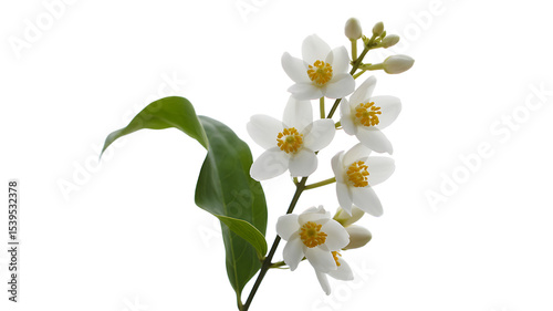 Jasmine Flowers isolated