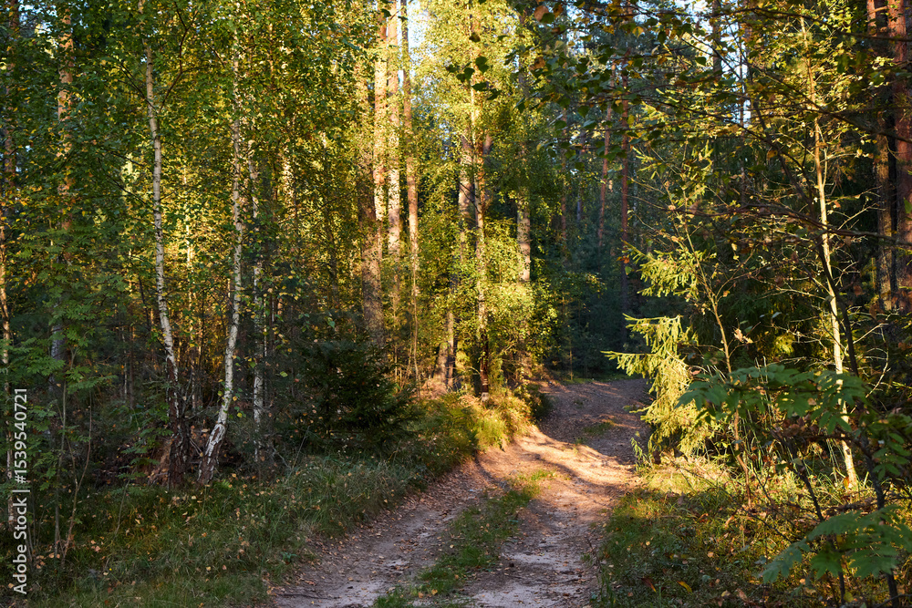 Fototapeta premium Serene Forest Path in Golden Hour Light