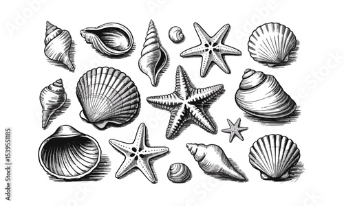  scalable vector illustration featuring a diverse collection of seashells and starfish, shell types—spiraled conchs, scalloped bivalves, and ridged clam shells, easily editable and scalable.