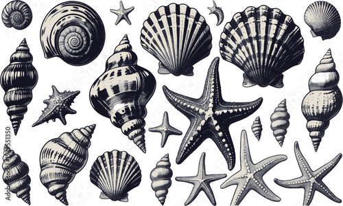  scalable vector illustration featuring a diverse collection of seashells and starfish, shell types—spiraled conchs, scalloped bivalves, and ridged clam shells, easily editable and scalable.