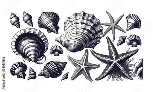  scalable vector illustration featuring a diverse collection of seashells and starfish, shell types—spiraled conchs, scalloped bivalves, and ridged clam shells, easily editable and scalable.