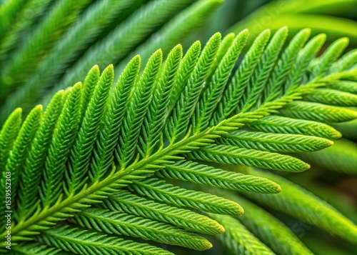 Detailed close-up of a Norfolk Island pine needle-like leaf with intricate texture and veins
