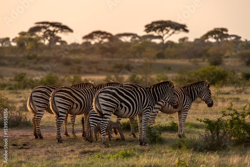 Herd of zebras at sunset in african savanna