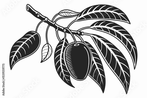 A mango fruit Silhouette Vector Art, and Graphic, vector black colour silhouette