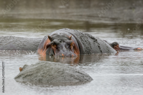 Hippopotamus in THE river. Serengeti National park, Tanzania, Africa.