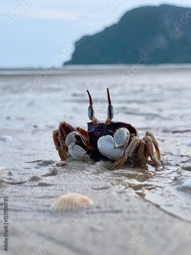 Horned ghost crab (Ocypode ceratophthalmus) or horn-eyed ghost crab, selective focus. Crab on the beach at Koh Yao Yai island, Phang Nga Thailand photo