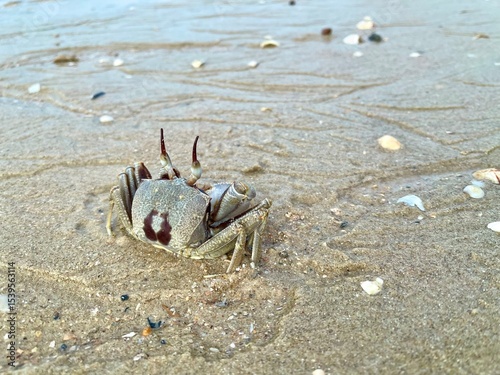 Horned ghost crab (Ocypode ceratophthalmus) or horn-eyed ghost crab, selective focus. Crab on the beach at Koh Yao Yai island, Phang Nga Thailand photo