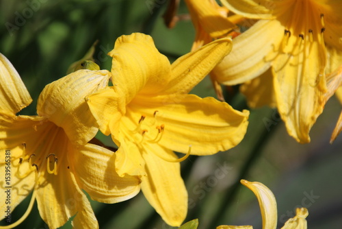 yellow flower closeup