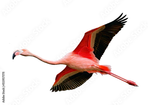 Pink Flamingo Bird Facing Side Leg Up isolated on transparent or white background photo