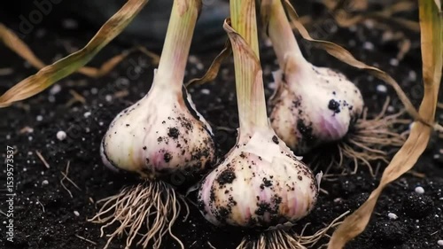 Holding Freshly Harvested Garlic Bulbs from Garden Soil Close Up