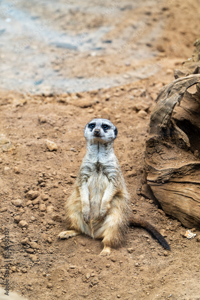 Fototapeta premium meerkat on guard duty