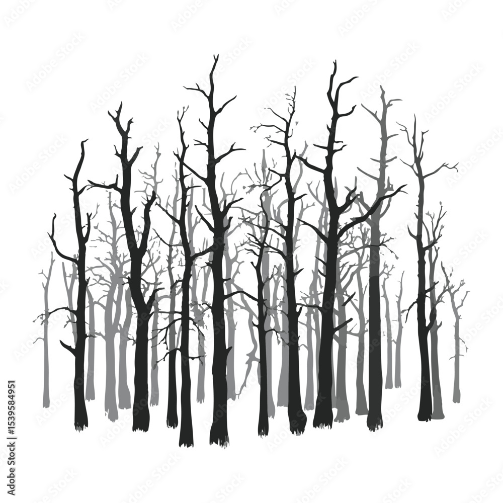 Fototapeta premium Silhouette of bare trees in a forest