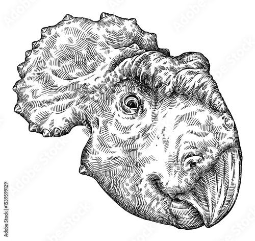 Vintage engraving isolated Triceratops set illustration reptile ink sketch. Dinosaur background silhouette Jurassic art. Black and white hand drawn image