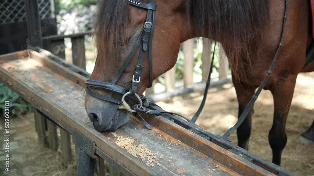 wide shot of person grooming horse 4k