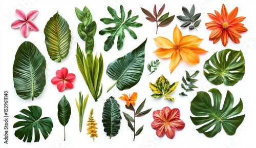 Colorful tropical leaves and flowers on white
