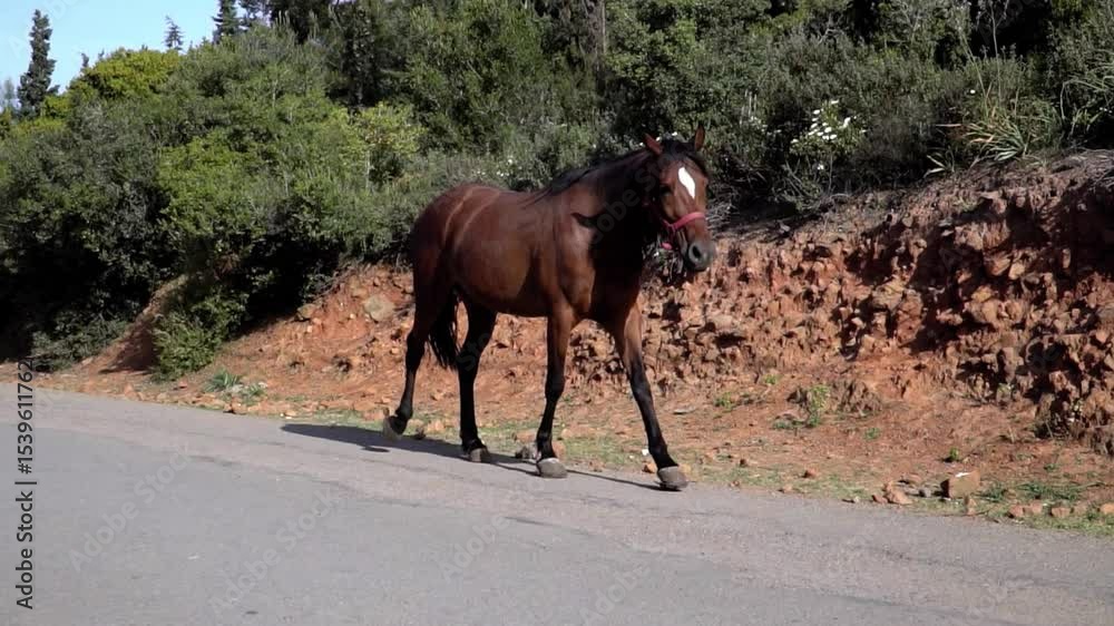 Wide Shot of Person Grooming Horse 4k