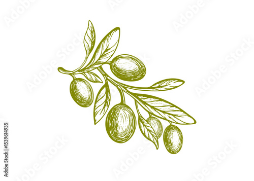 Engraved olive branch. Sketch plant, green fruit