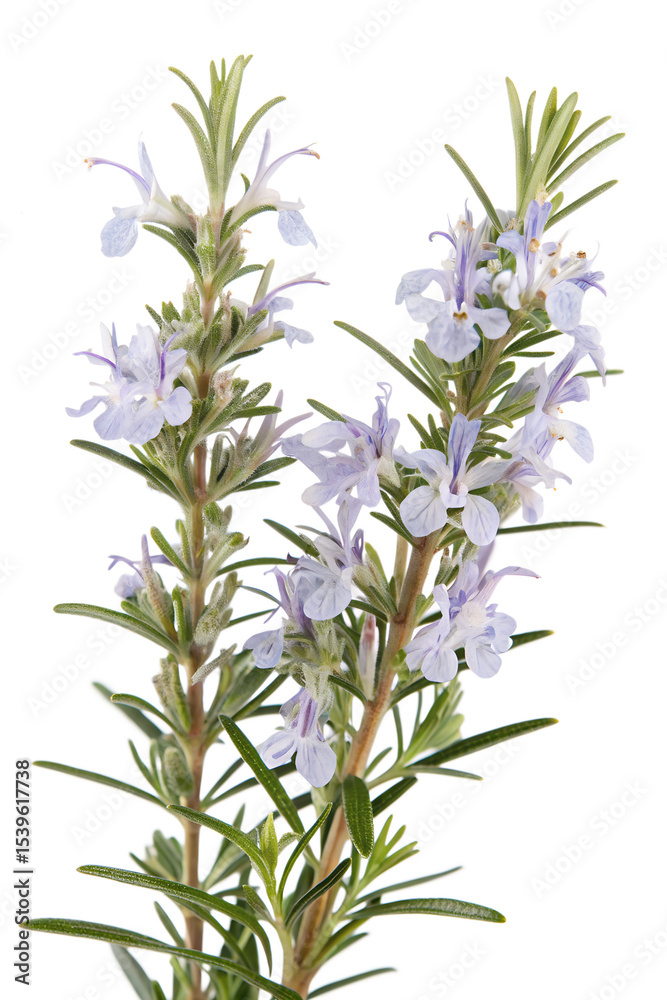 Naklejka premium branch of rosemary on white