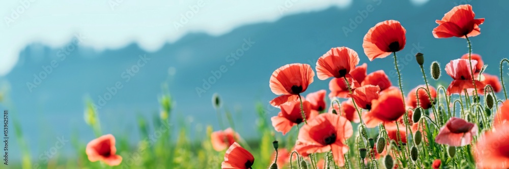 Obraz premium Vibrant red poppies in a mountainous field