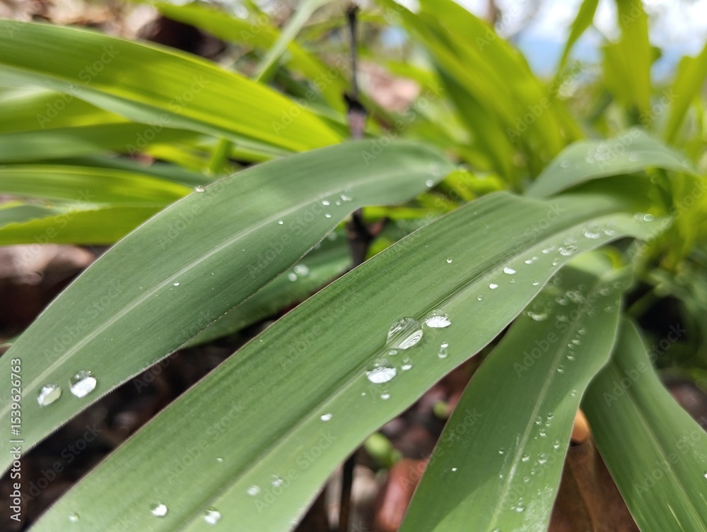 Obraz premium la lluvia,