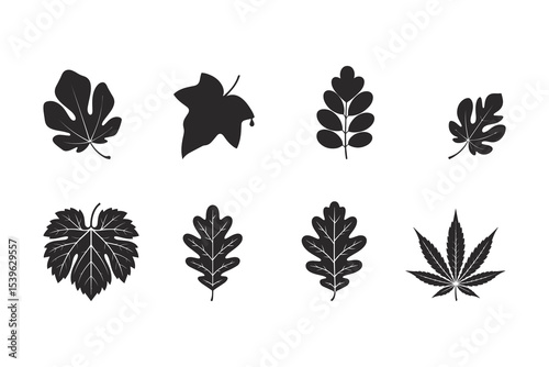 Oak leave, Cannabis Leaf, Clover, maple leaf, fig leaf, Birch leaf set ,silhouette vector illustration. isolated on white background.	