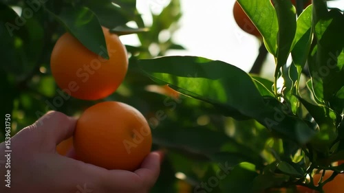 Oranges on tree