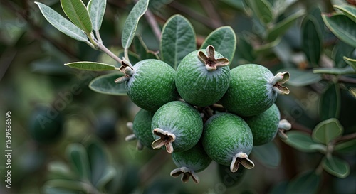 Close-up of a cluster of green feijoa fruits growing on a tree branch outdoors