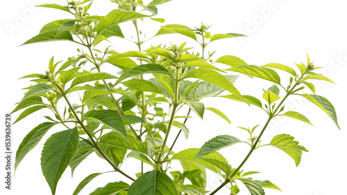 Herbal medicine plant Trema orientalis or Charcoal-tree isolated on white or transparent background